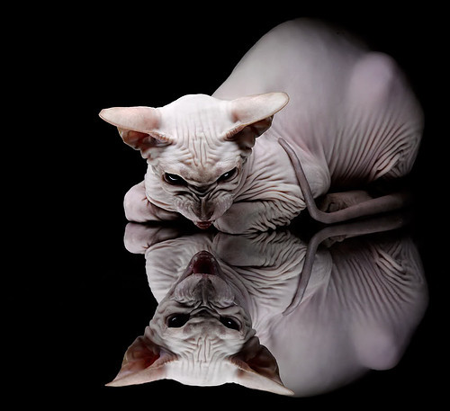 华体会平台娱乐-_凯尔特人节节攀升，稳居联盟前列_，凯尔特人celtics