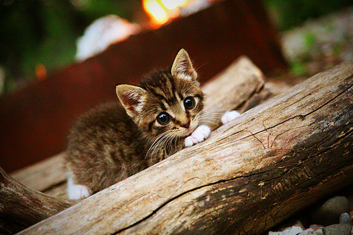 _新星崛起:青少年组赛事吸引众多目光_,舞蹈新星崛起