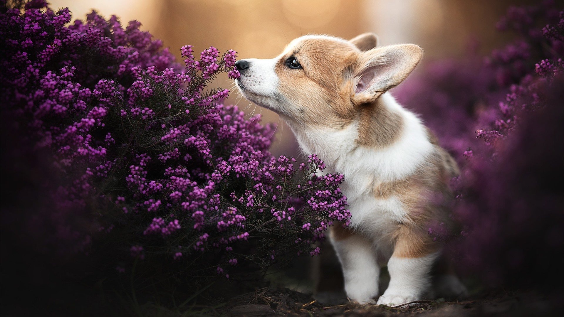 中国马术少年赴欧集训,备战青奥赛场,2021中国马术青少年u系列赛