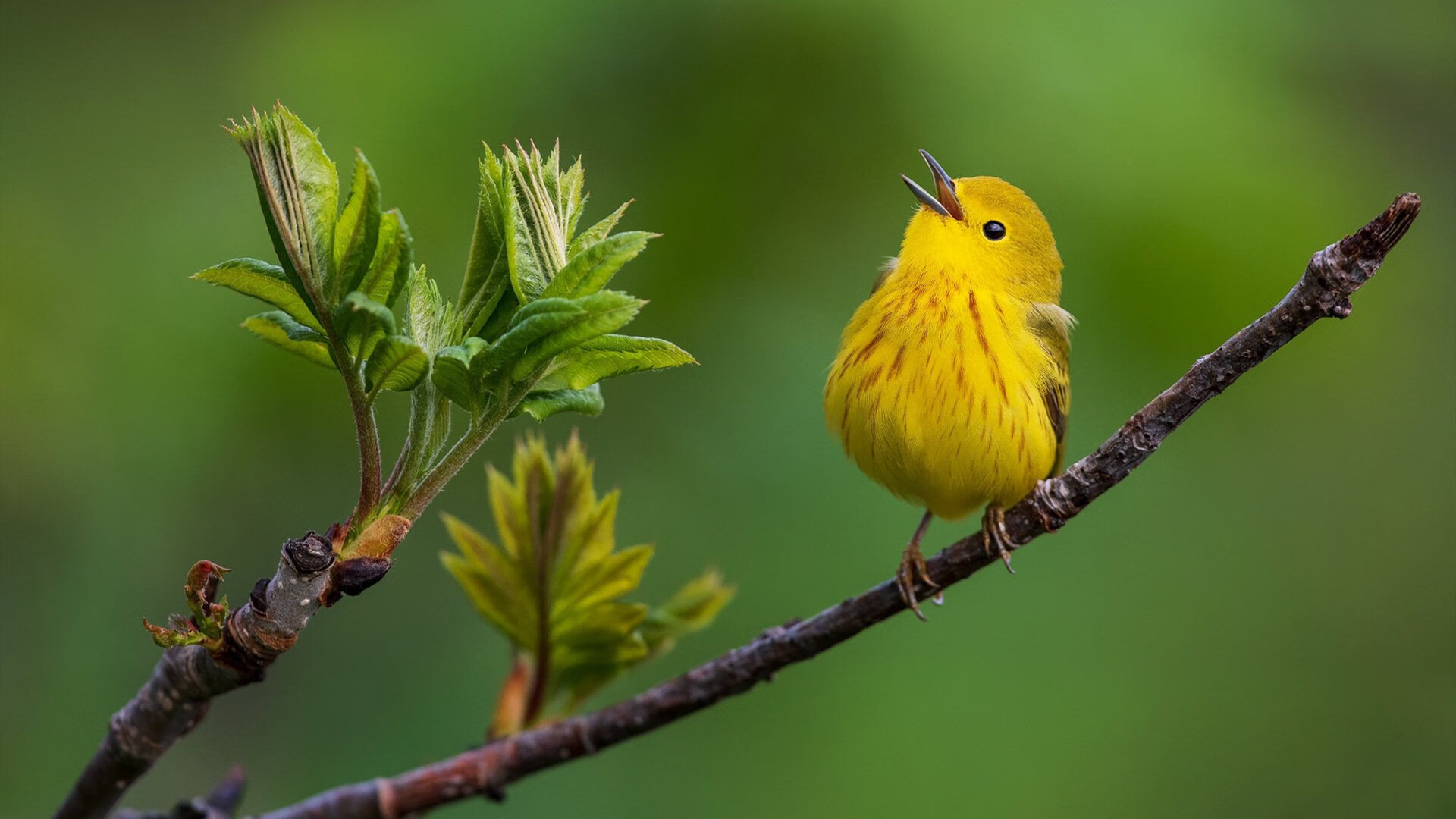 库里:每一个“远距离爆发”都改写了比赛历史!,库里近距离视频