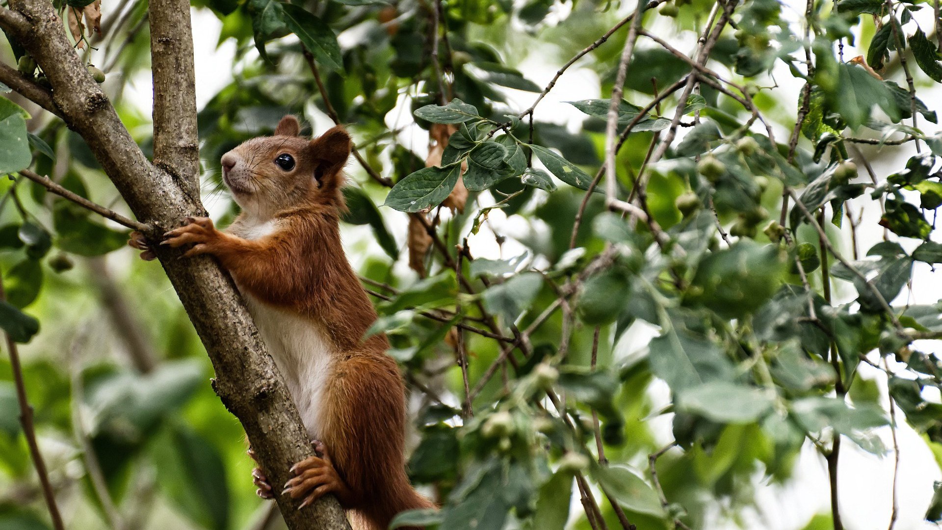 华体会hth在线登录-法甲莱昂巴迪格豪华阵容成为焦点，莱昂纳多·迪卡普里奥最新消息