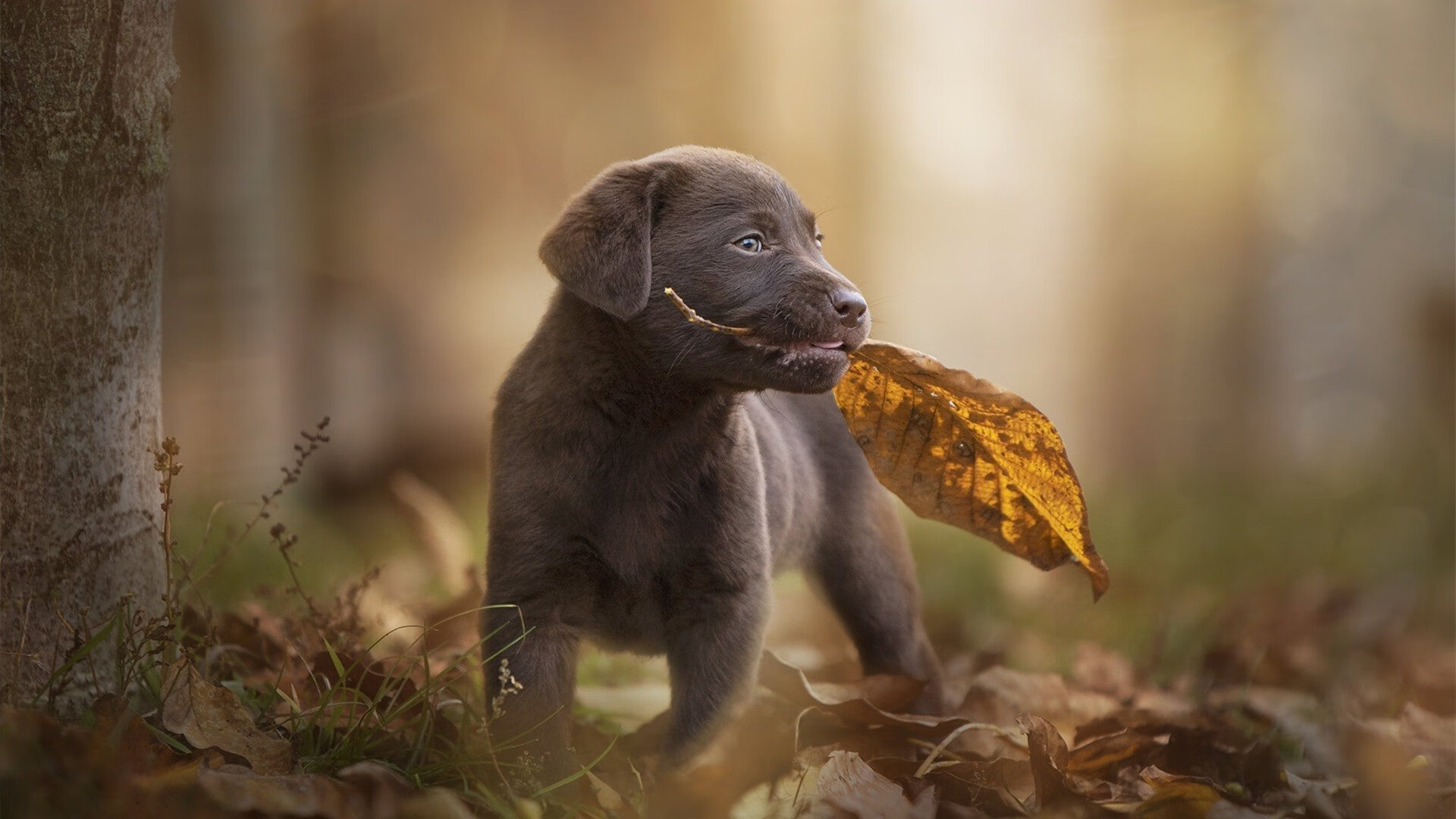 篮球主题城市雕塑集结，展现运动魅力与城市风采，篮球的城市