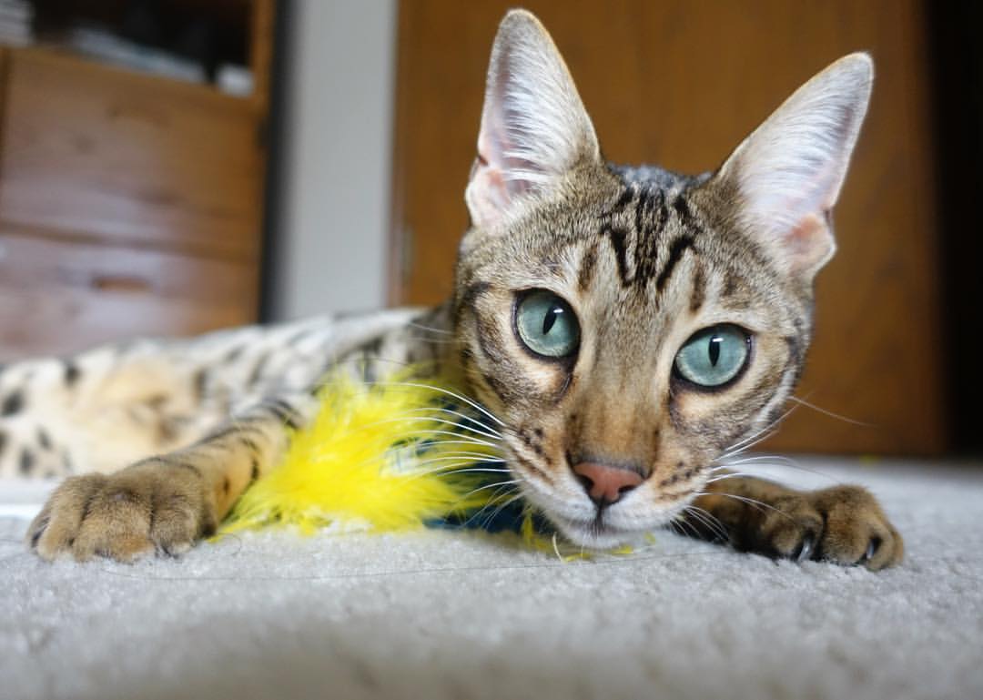 联盟新星:本赛季最具潜力的后起之秀,联盟新英雄介绍