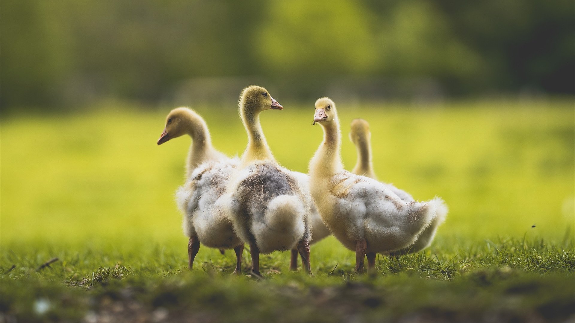 华体会在线下载-花滑新星自编节目夺冠，网友称其为“冰上诗人”，冰上花式滑冰组合