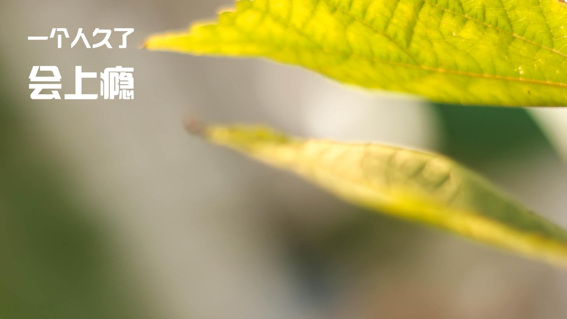 蒂贾内·萨卢恩在NBA夏季联赛中表现亮眼，萨内蒂巅峰期