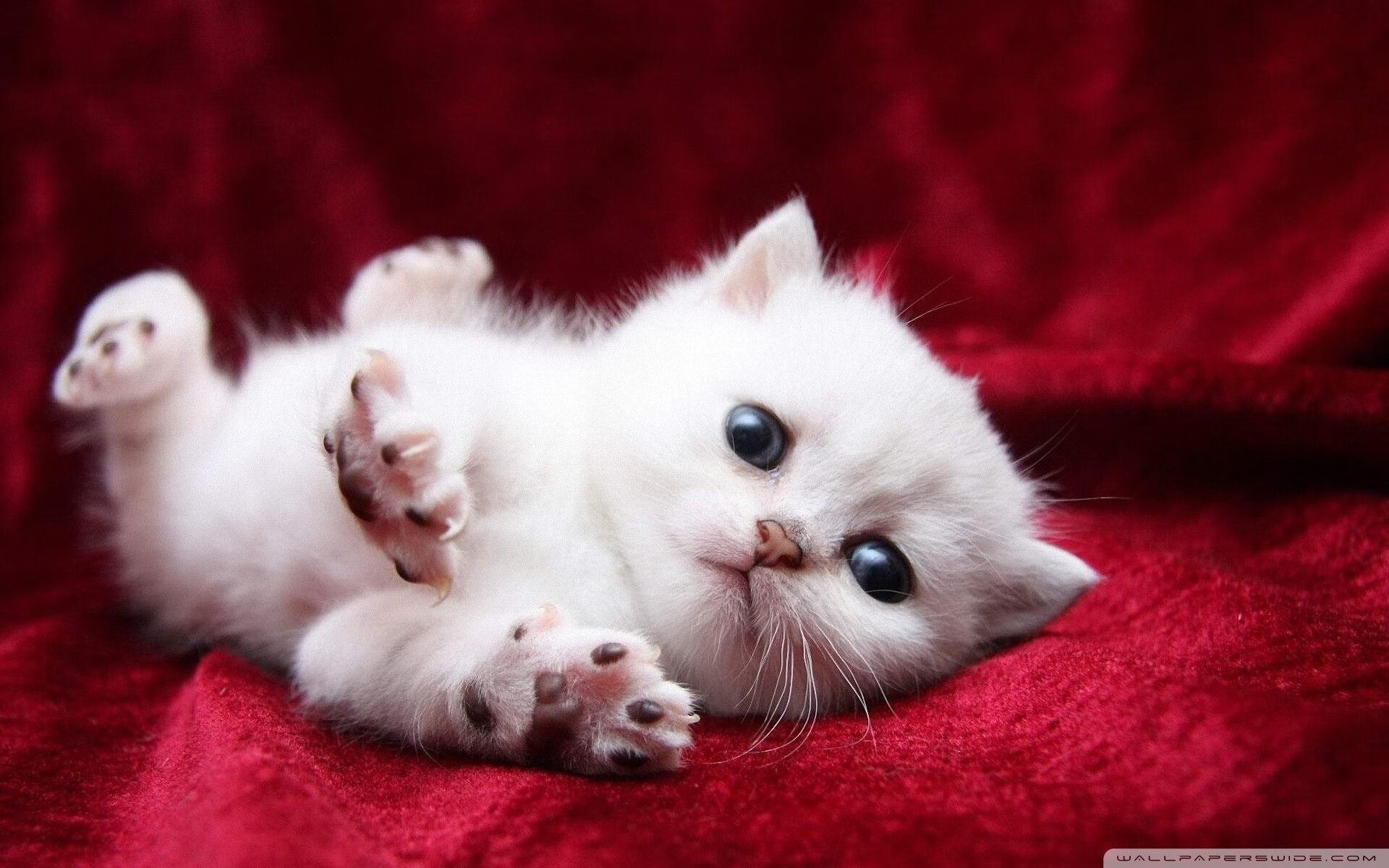 华体会hth平台下载-伊朗男足在巴黎奥运会上取得历史性成绩，伊朗男足最好成绩