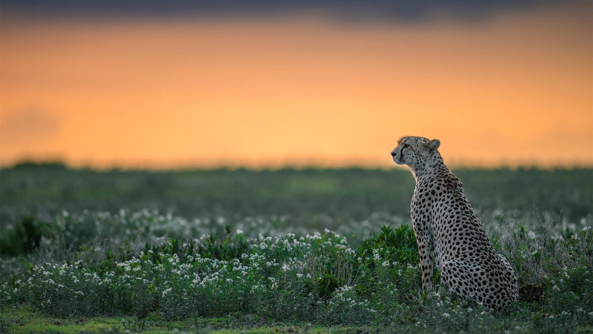 凯尔特人险胜太阳，关键一役中塔图姆砍下47分，塔图姆27分凯尔特人胜猛龙