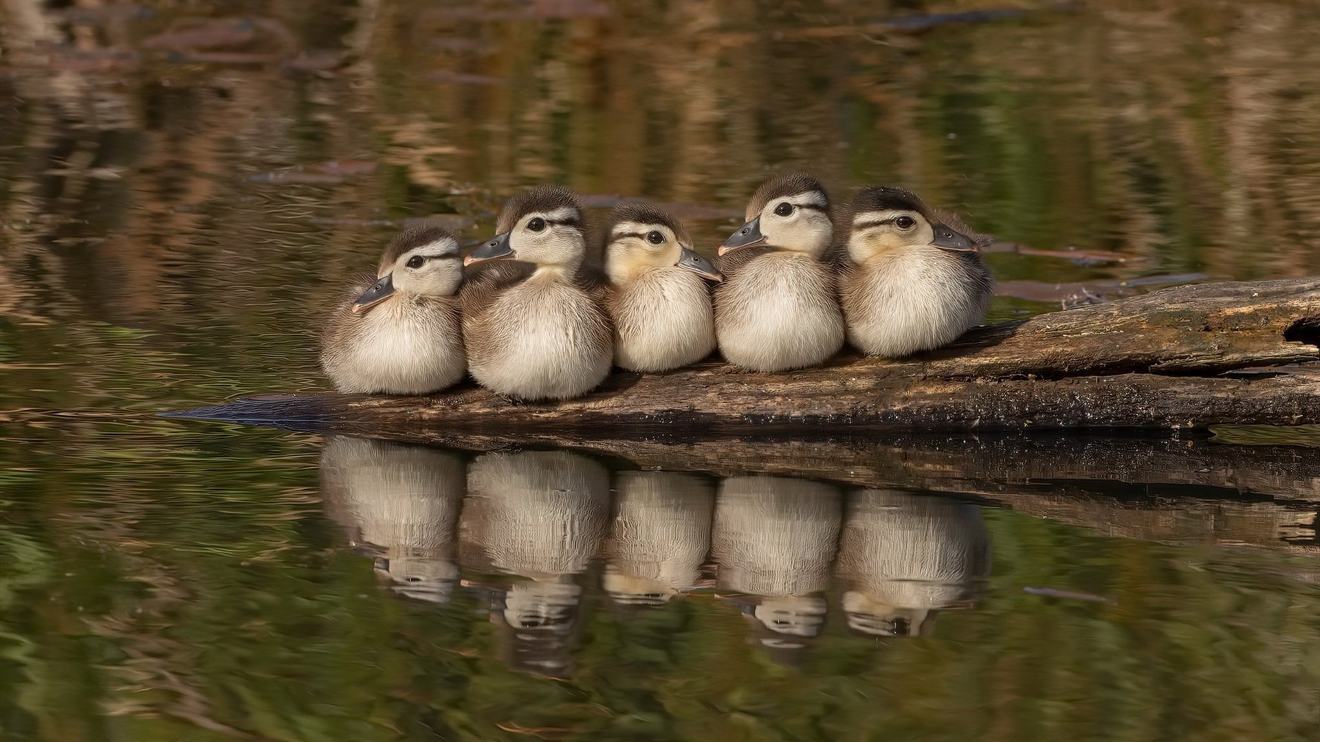 四川金强比赛经验丰富，表现稳定，四川金强赛事中心最新消息
