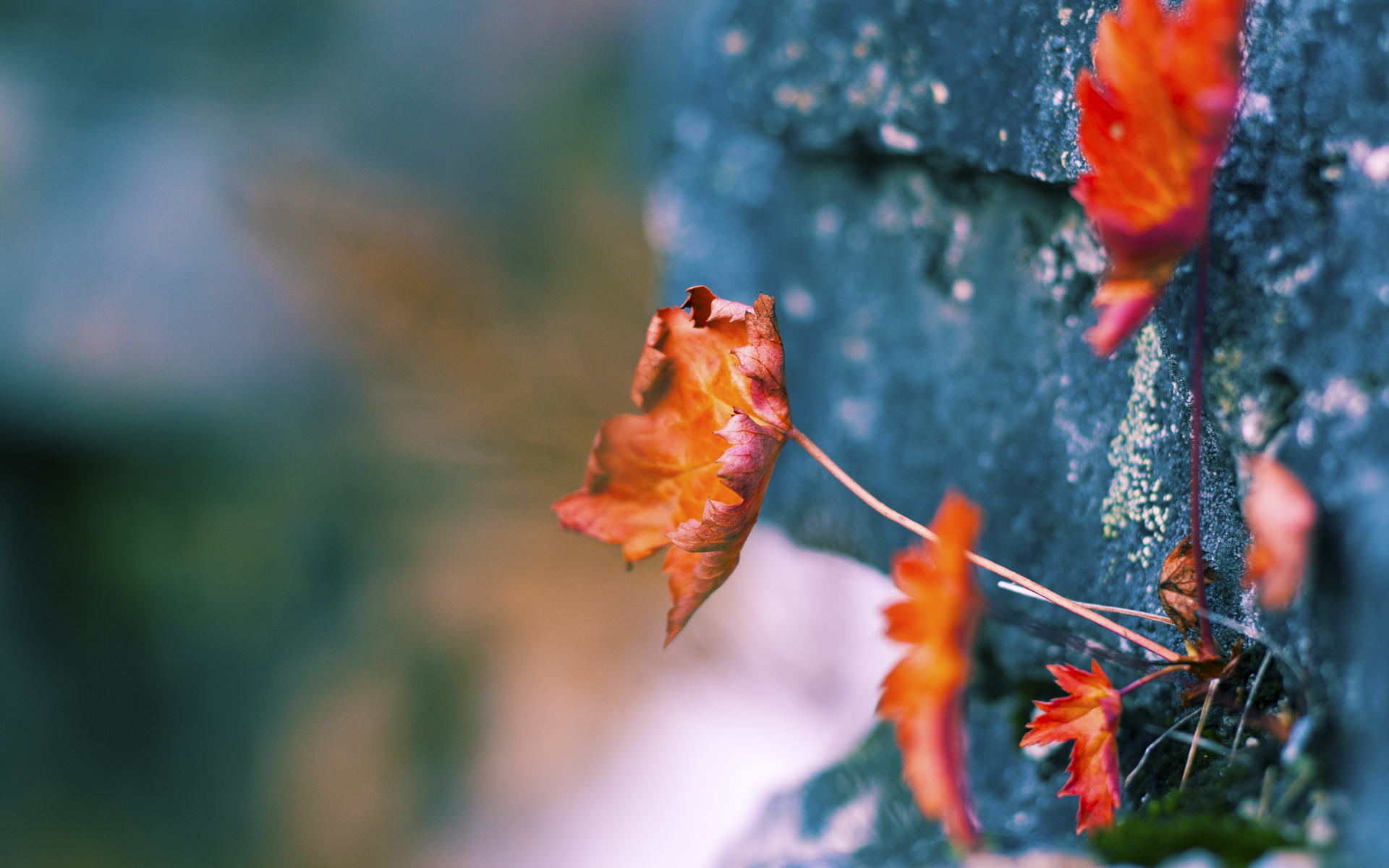 多特蒙德主场绝杀曼城,成功晋级半决赛!,多特蒙德对战曼城