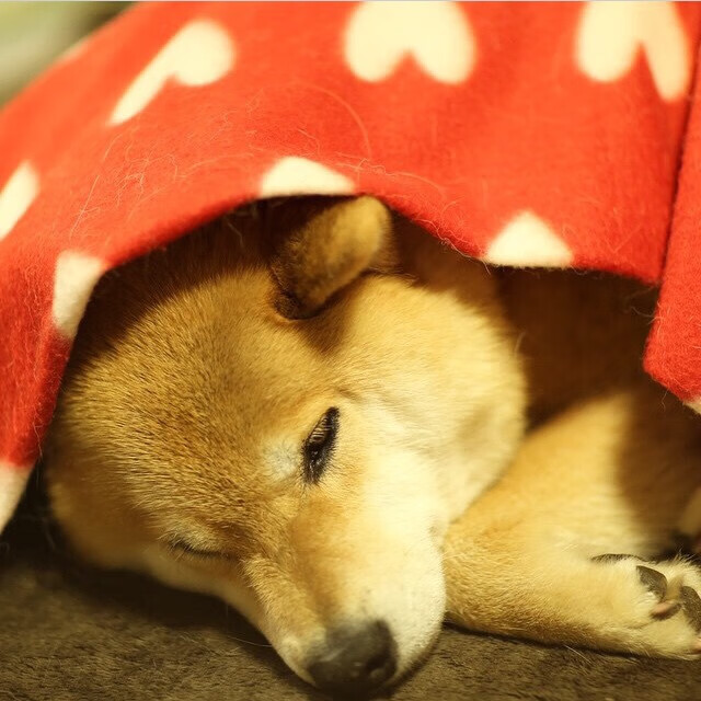 德国队斩获胜利！欧洲杯预选赛最新进展！，德国队斩获胜利!欧洲杯预选赛最新进展