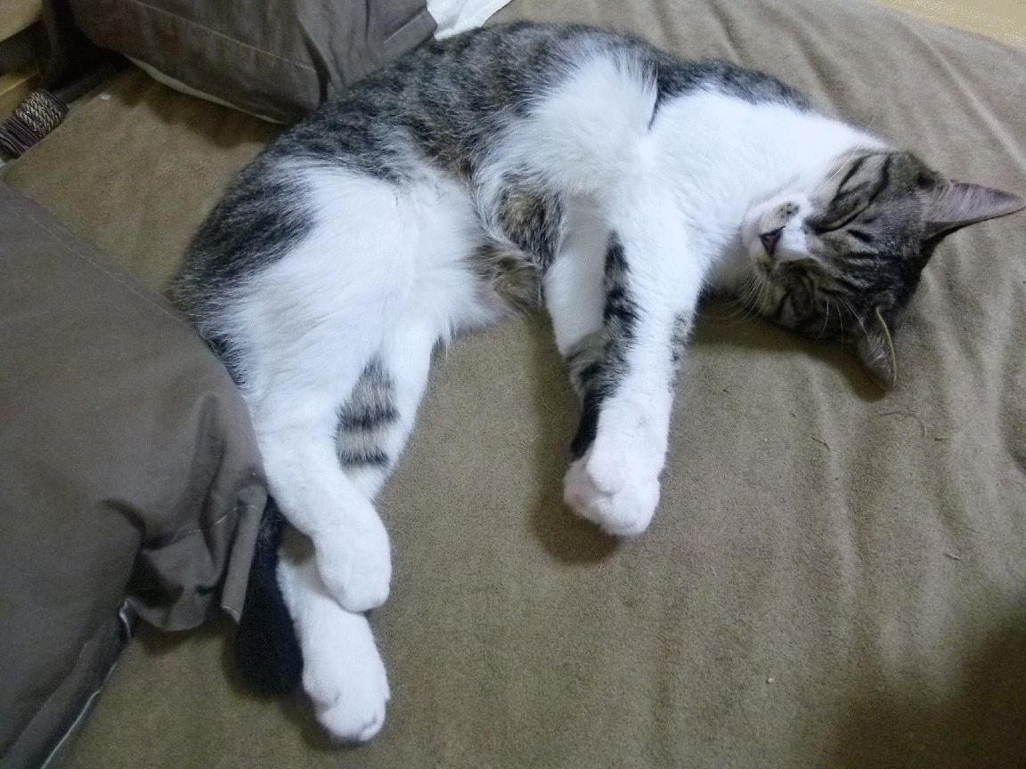 斯波莱蒂大赞纳因戈兰,国际米兰中场担当大任,纳因戈兰世界波