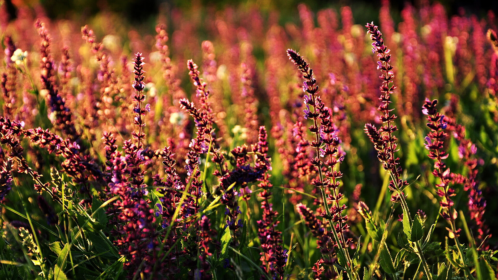 华体会hth登录地址-王者荣耀职业联赛引入运动表现智能评估