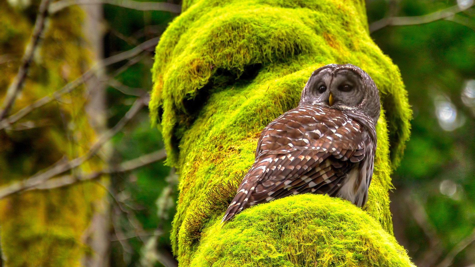王者荣耀电竞赛事直播平台合作升级KPL春季赛火热开战,王者荣耀电竞直播间
