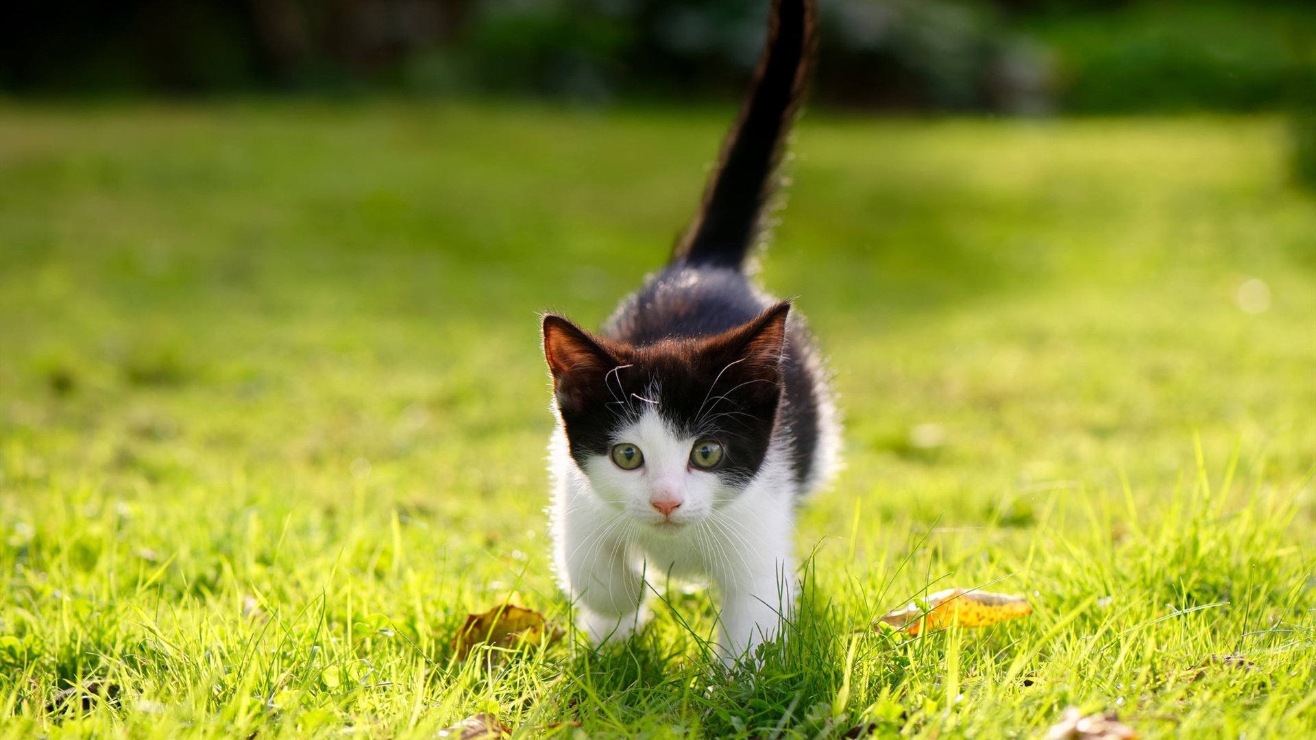 华体会hth官方网站登录-西班牙击败德国——欧洲预赛赛场上演绝美对决，西班牙跟德国比赛