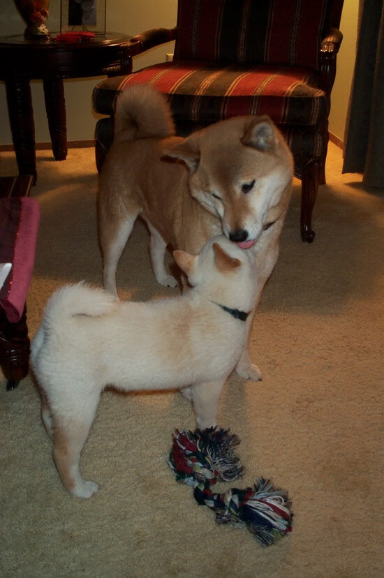 中超球队球队实力对比,中超各个球队的缺点