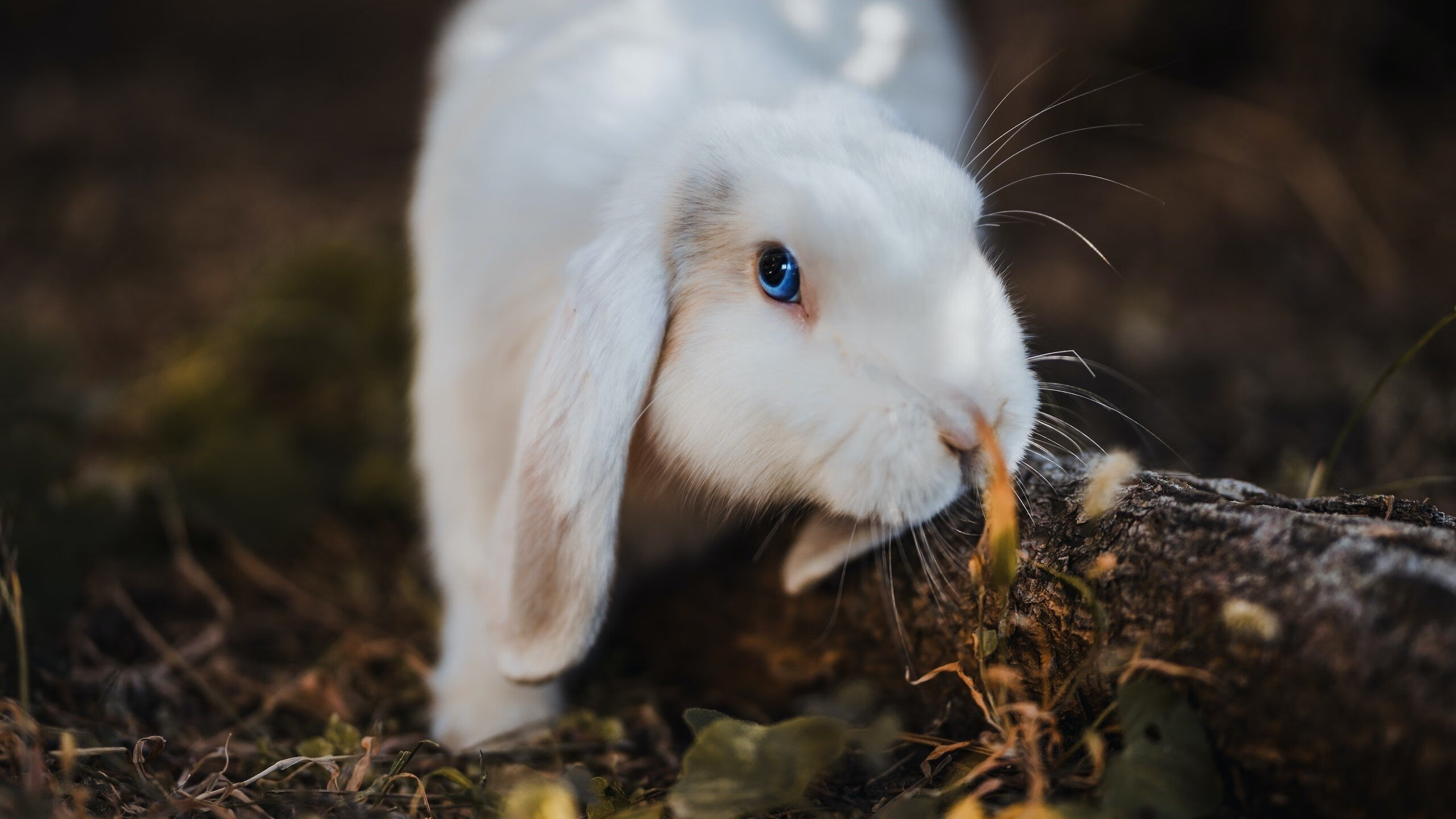 篮球专项技能动作捕捉技术的进展与展望,篮球动作技术分析