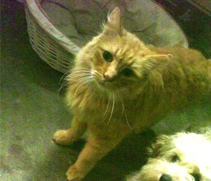 英超赛季中期球员心理疲劳状态监测方法研究，英超受伤率