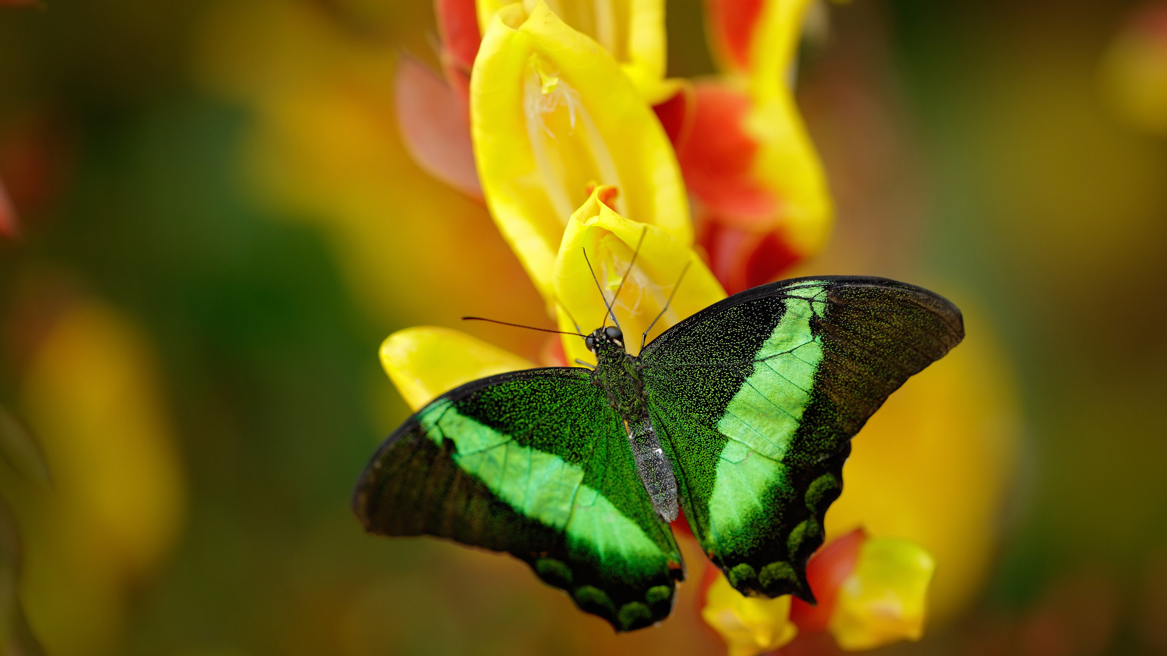 “沙滩手球激战正酣,天府新区迎来激情四溢”