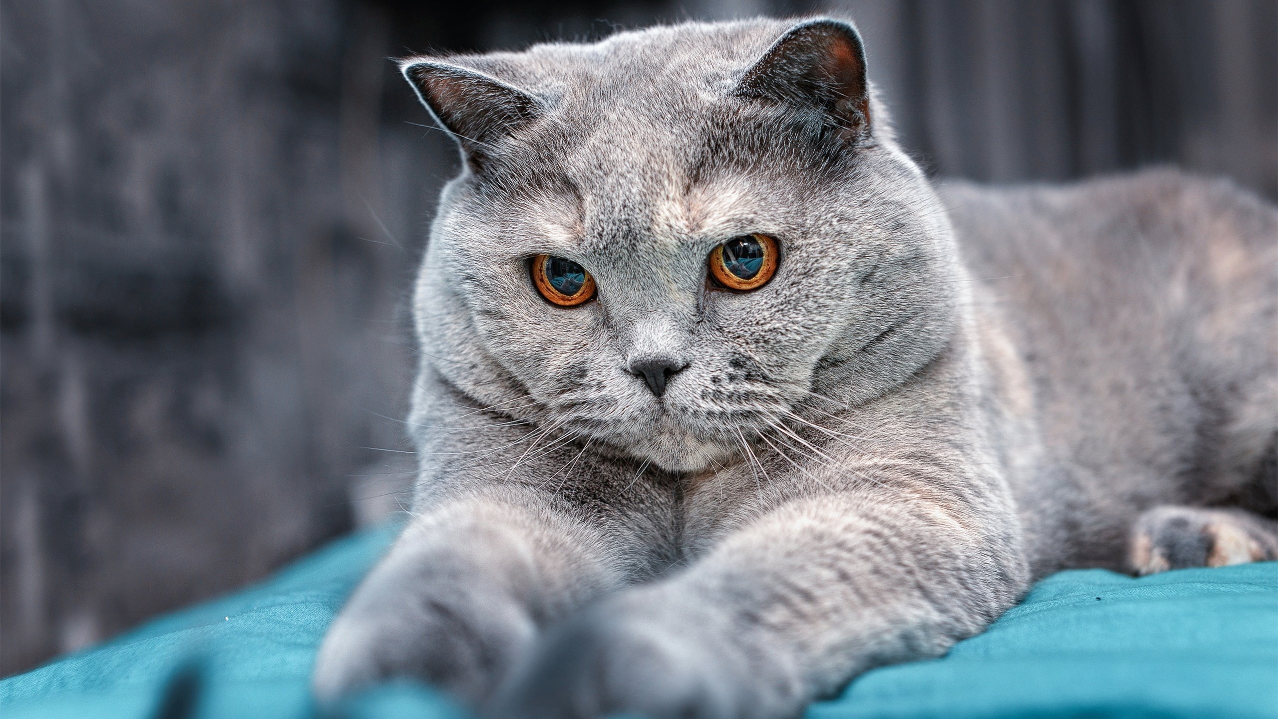 华体会hthhth app-中国围棋队出征世界团体赛信心十足，中国围棋世界大赛