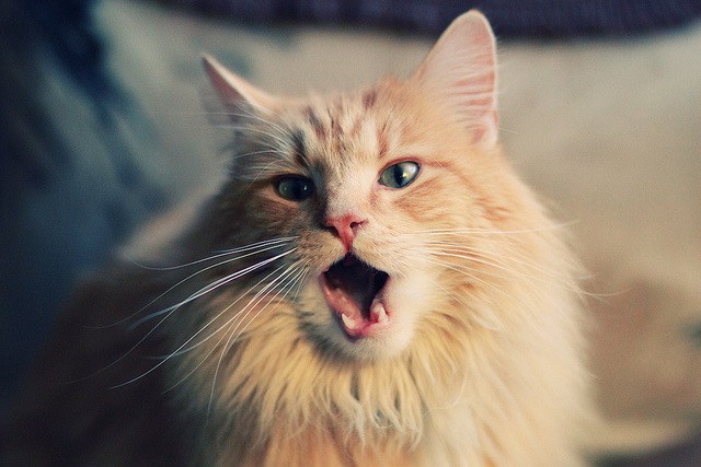 瑞典队战术灵活,2024年混合团体世界杯表现卓越,瑞典队世预赛