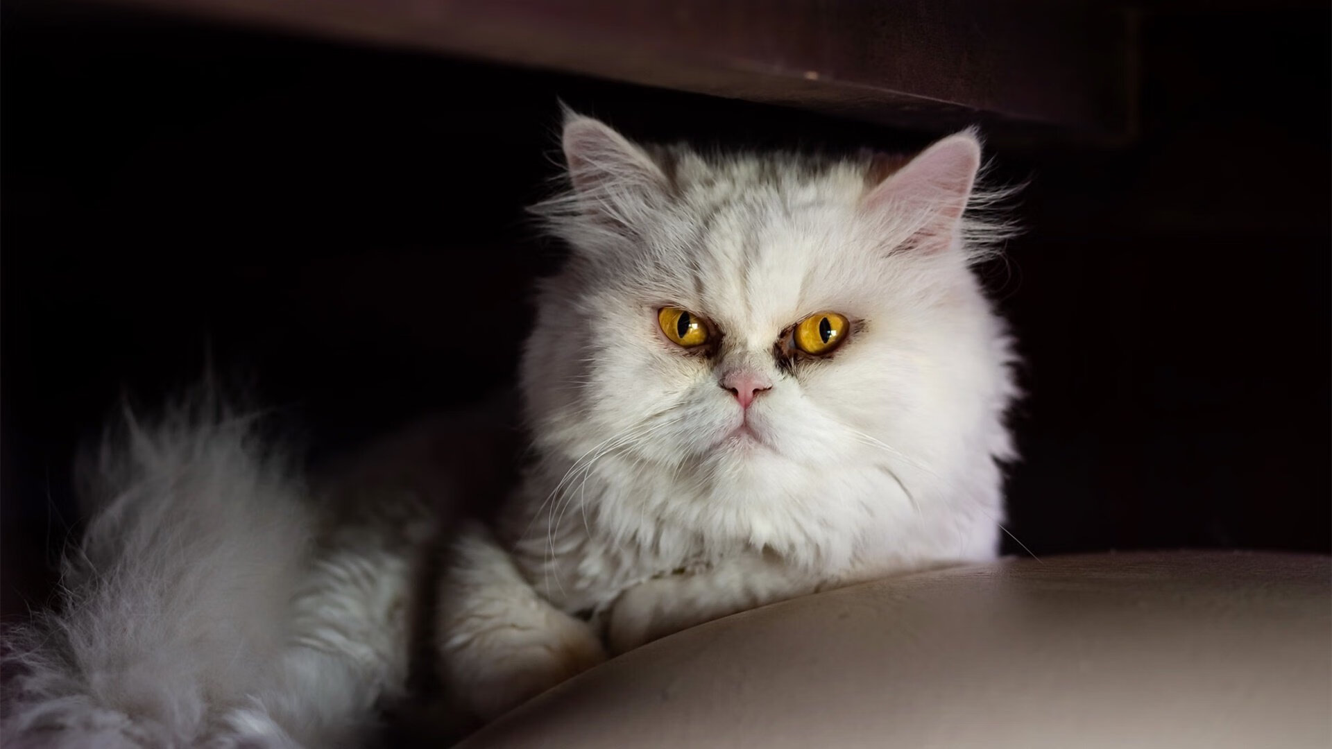 克莱尔·柯尔赞展现坚定比赛心态,克莱尔jmb