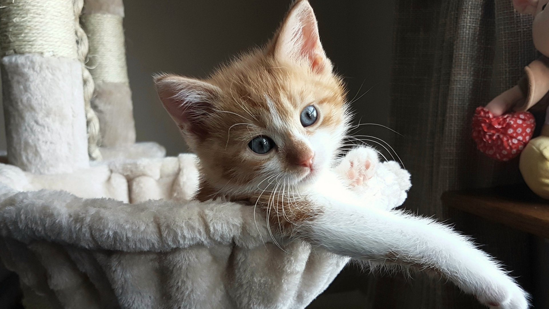 曼联在英超强势反弹,争夺榜首位置