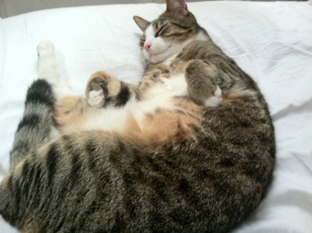 隆戈：无敌边锋，震撼世界橄榄球的“黑色闪电”